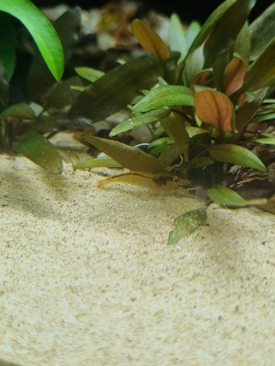 میگو نئوکاردینال|ماهی|شهرضا, |دیوار