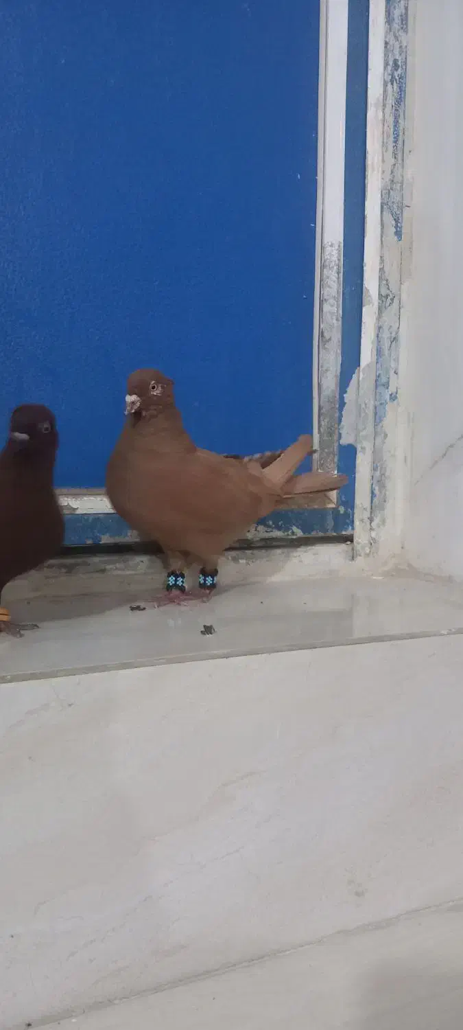 کبوتر|پرنده|بروجرد, |دیوار