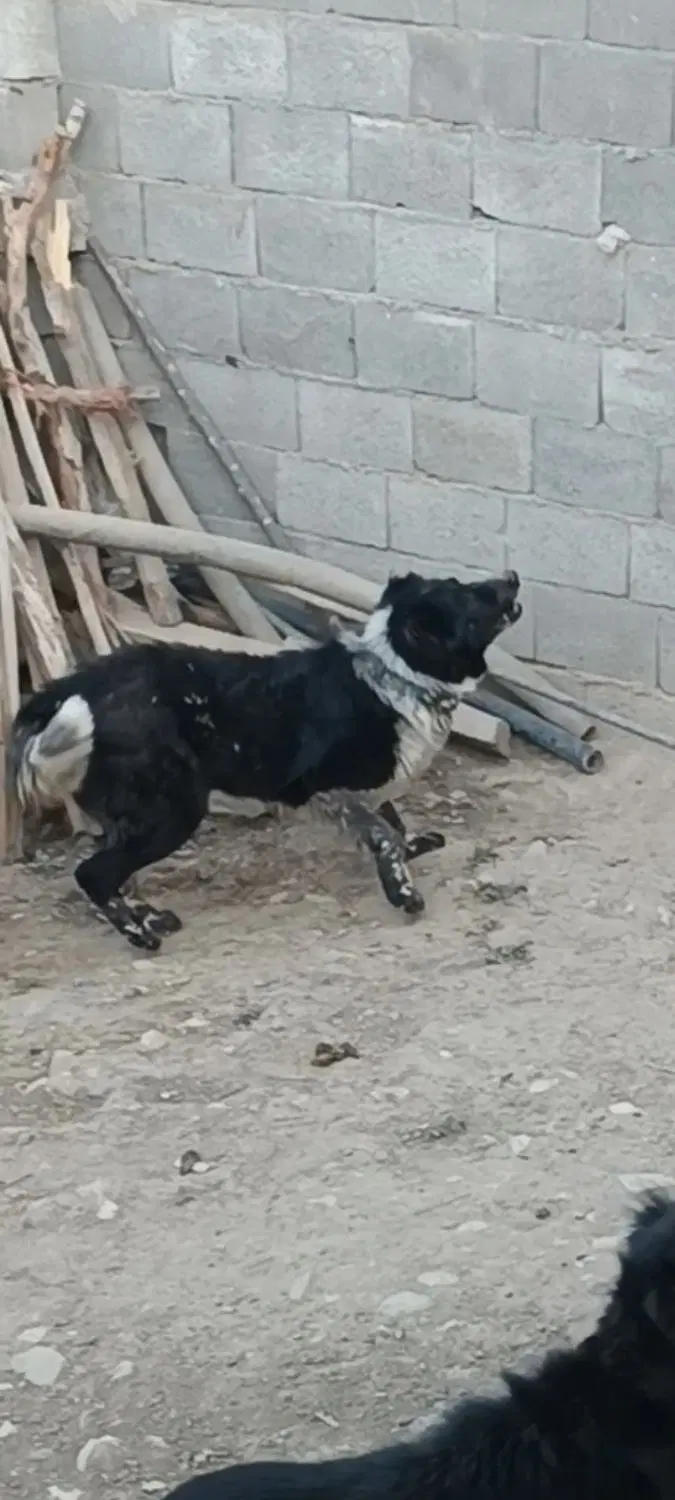 سگ روزگاری|سگ|مبارکه, |دیوار