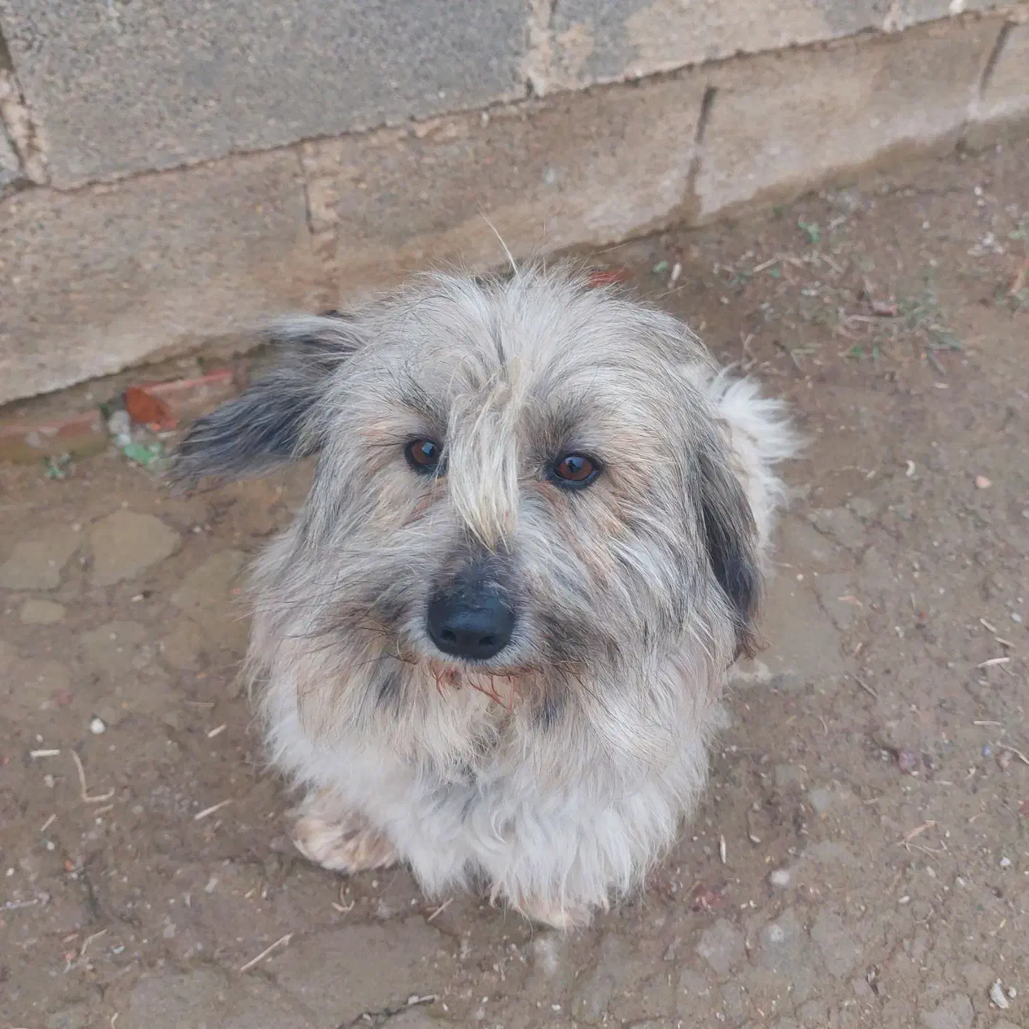 فروش سگ خانگی|سگ|شاهین دژ, |دیوار