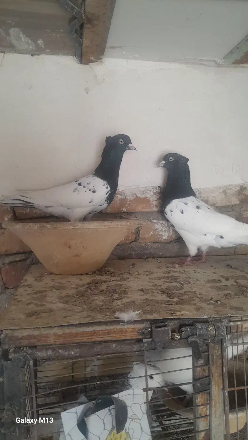 کبوتر کله سیاه|پرنده|بستان آباد, |دیوار