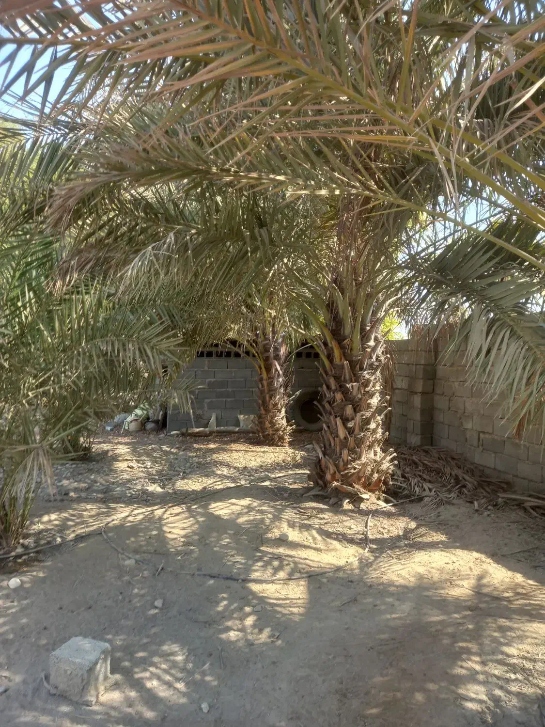 نخل فروشی|گل و گیاه طبیعی|تخت, |دیوار