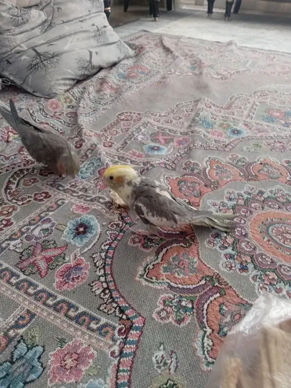 عروس هلندی سخنگو دستی|پرنده|زبرخان, |دیوار