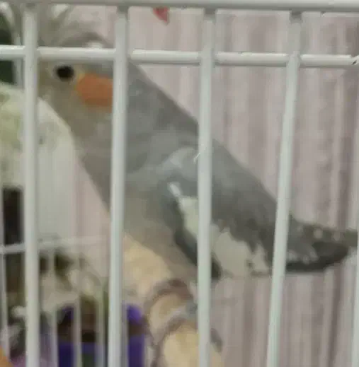 عروس هلندی|پرنده|صباشهر, |دیوار