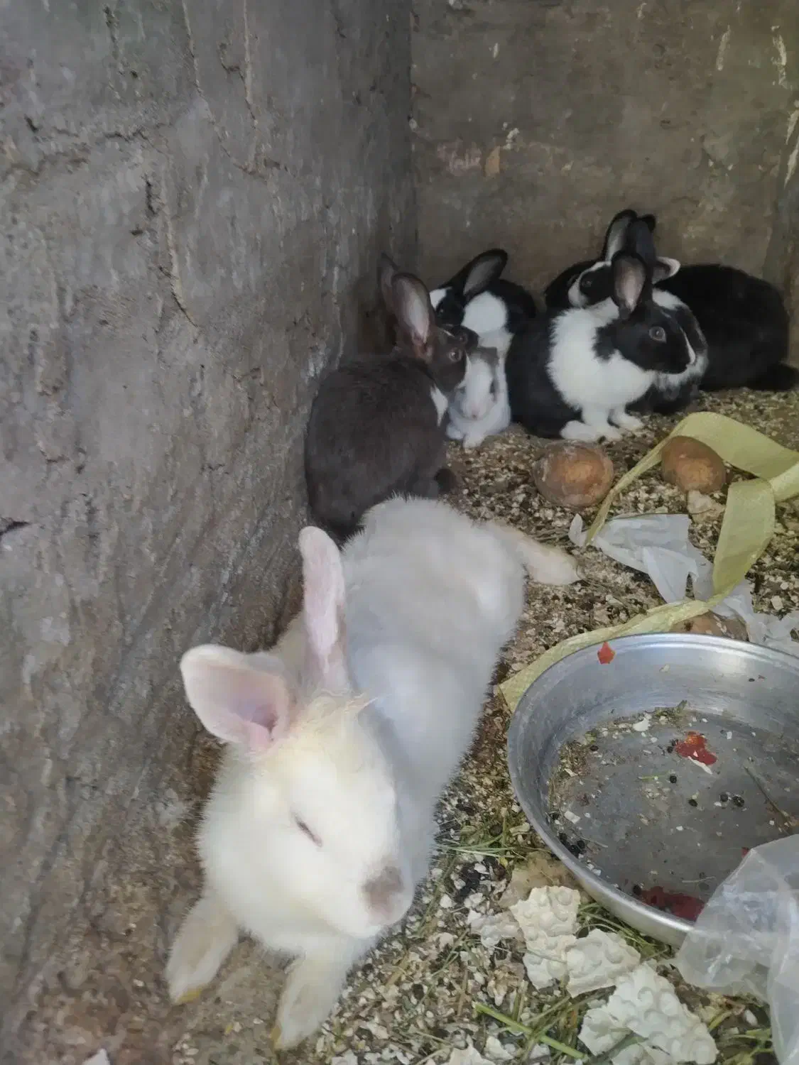 حراج خرگوش خانگی|موش و خرگوش|مهاباد (آذربایجان غربی), |دیوار