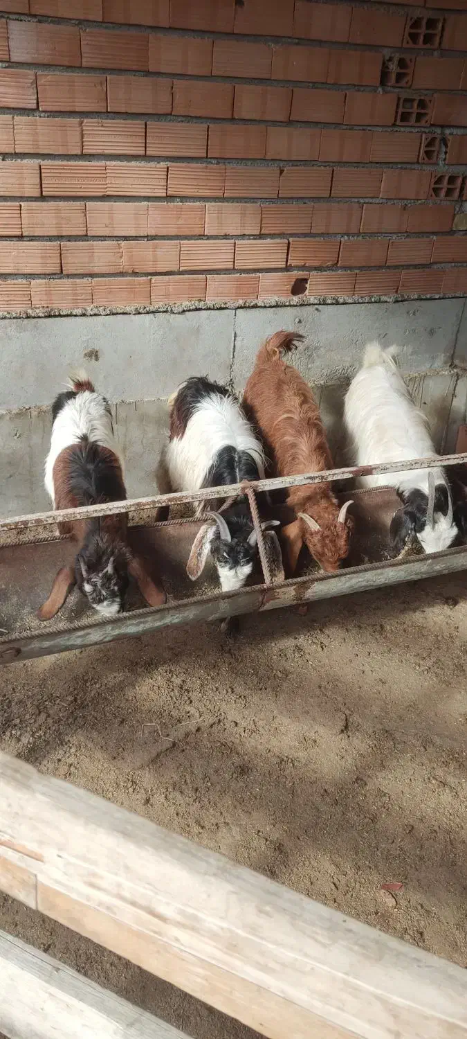 بزغاله|حیوانات مزرعه|سیمین شهر, |دیوار