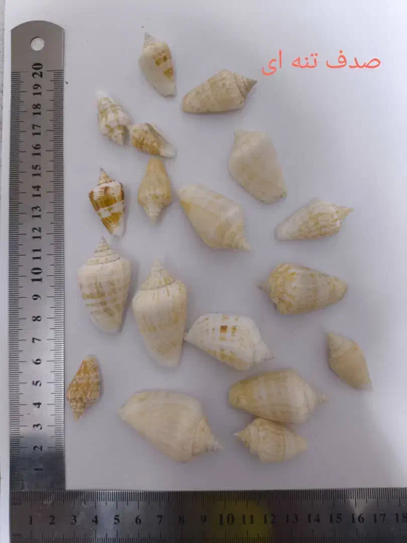 صدف ایرانی|کلکسیون و سرگرمی|بوشهر, |دیوار