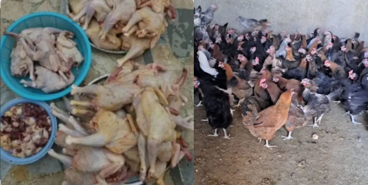 مرغ محلی پرکنده دونه270رب انارشیره220عدس130|خوردنی و آشامیدنی|دوگنبدان, |دیوار