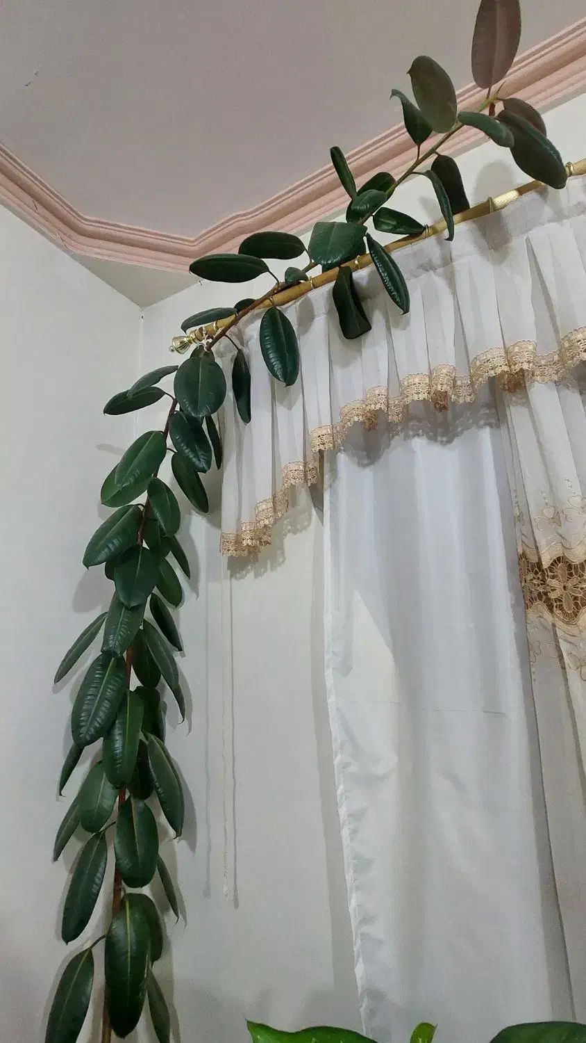 گل گوش فیلی|گل و گیاه طبیعی|سنندج, |دیوار