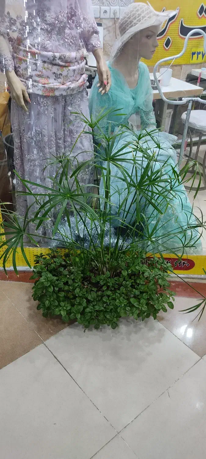 گل بسیار زیبا|گل و گیاه طبیعی|بانه, |دیوار