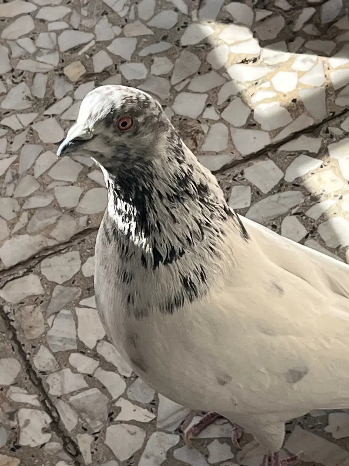 کبوتر نر جوان|پرنده|تهران, توحید|دیوار