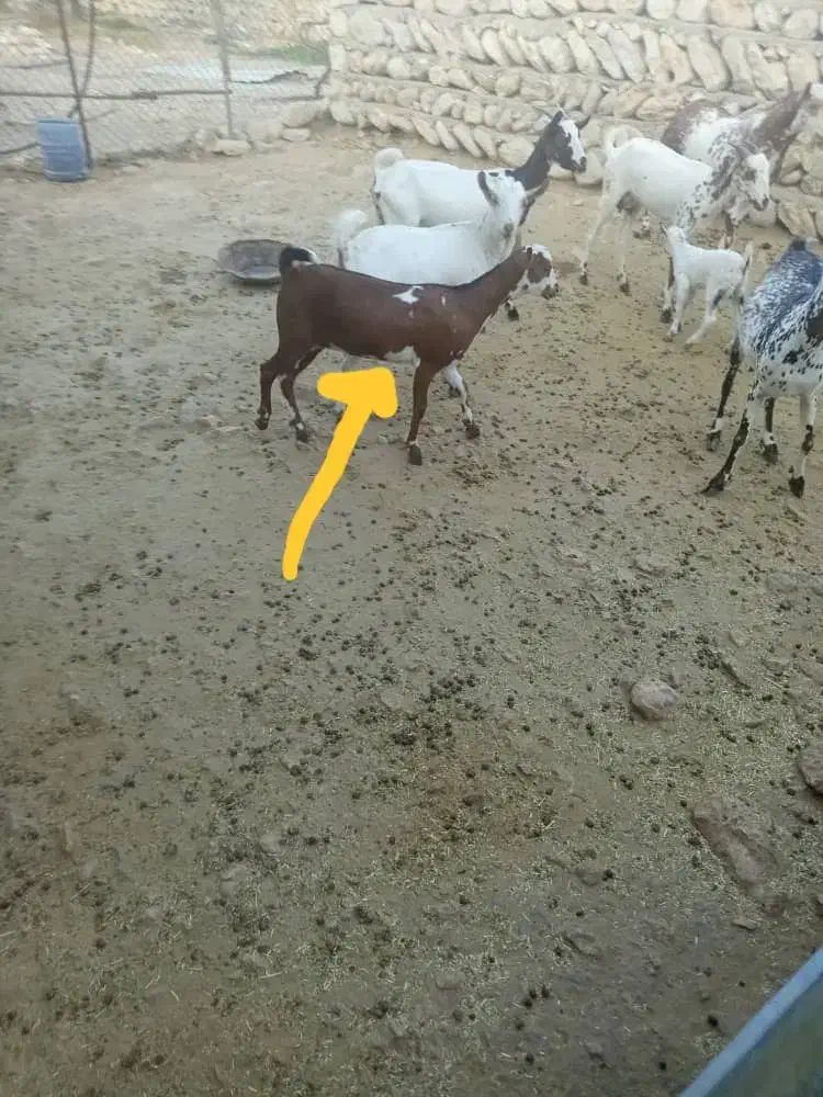 کهره ماده چاق|حیوانات مزرعه|بندرعباس, |دیوار