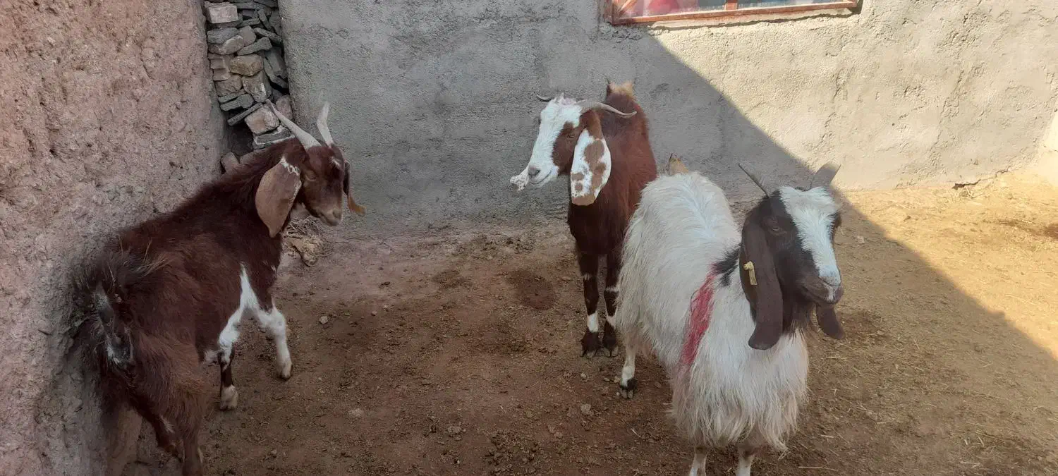 فروش ۳راس بز جوان اوستن|حیوانات مزرعه|پائین جام, |دیوار