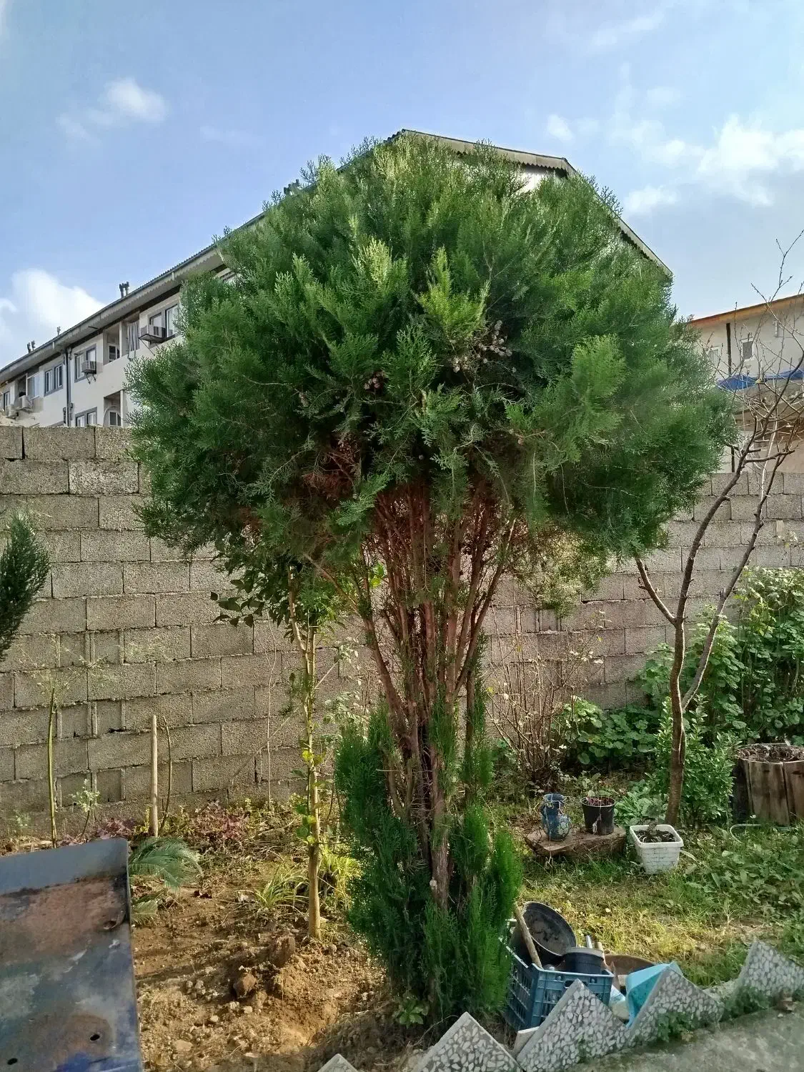 کاج بزرگ 5 ساله بالای 2.5 متر با تخفیف|گل و گیاه طبیعی|فومن, |دیوار