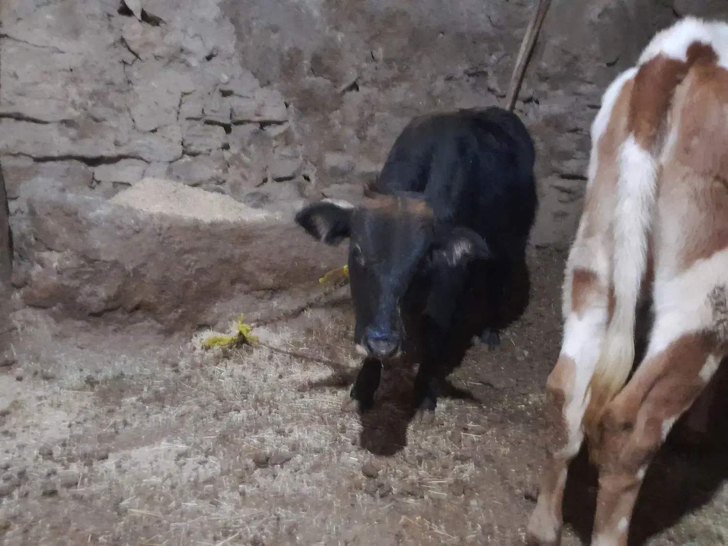 گاووگوساله  گوشت|حیوانات مزرعه|دیواندره, |دیوار