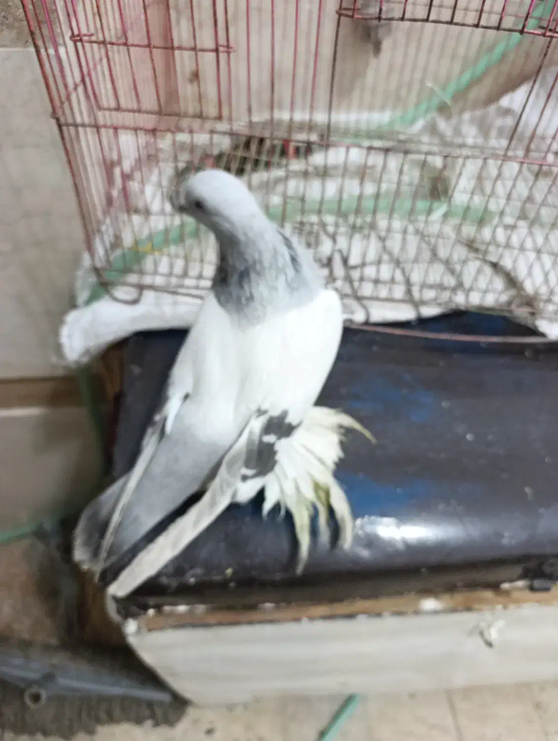 ترکیه بازی دار کبوتر|پرنده|ملکان, |دیوار