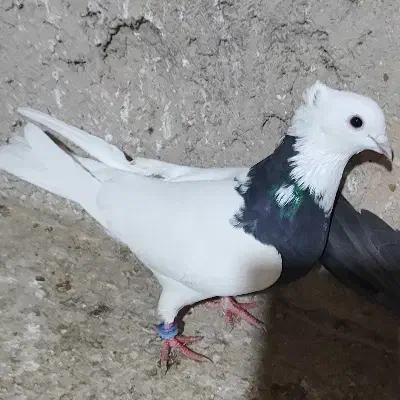 دوتا کفتر طوقی ماده|پرنده|برخوار, |دیوار