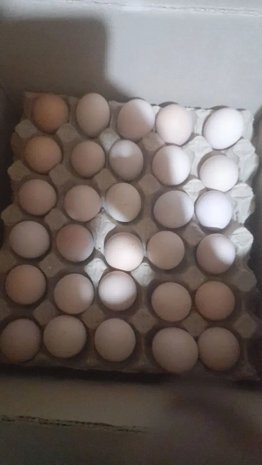 تخم نطفه دار برهما|حیوانات مزرعه|تهران, اراضی عباس آباد|دیوار