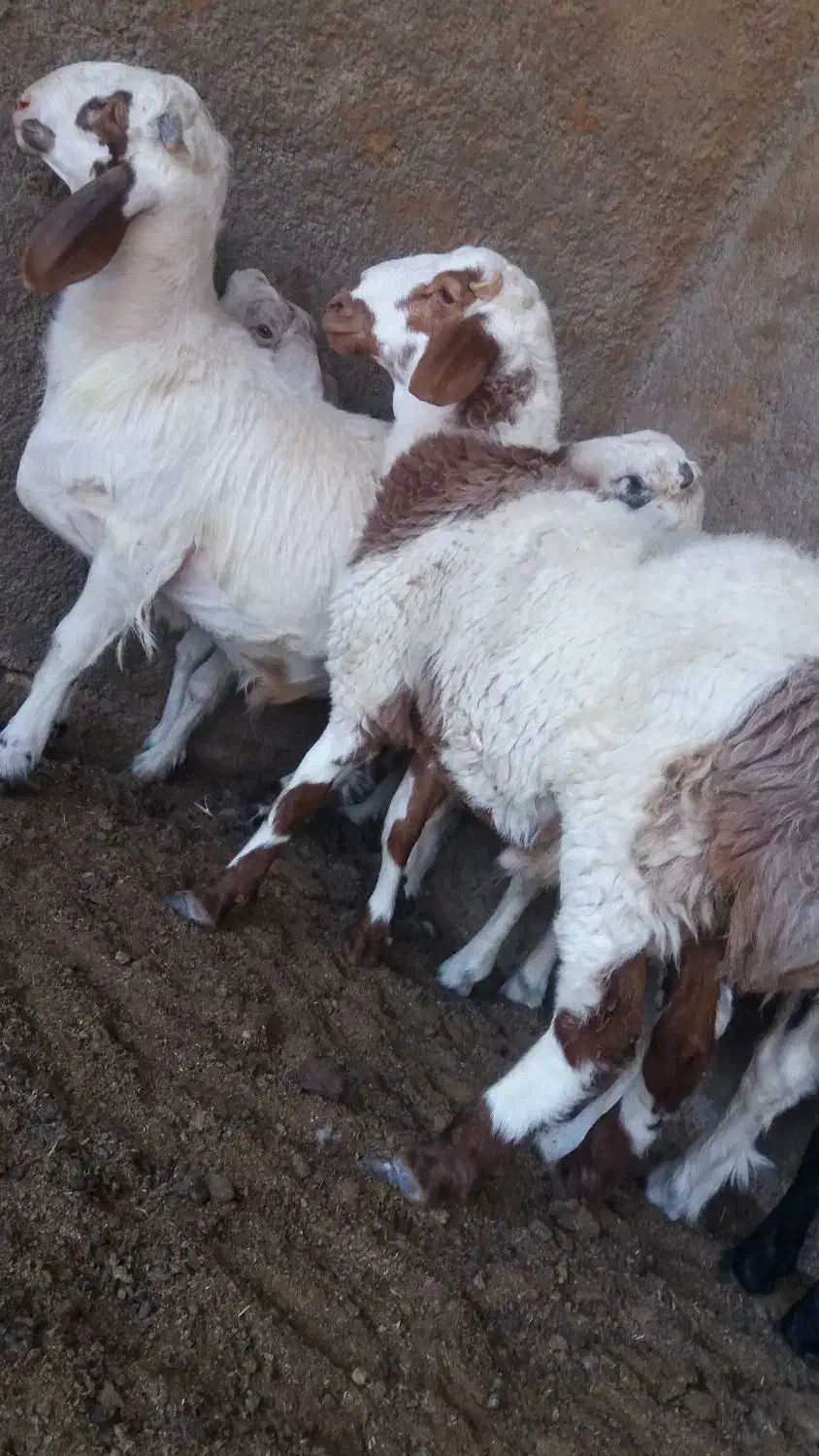 بره نر درجه1|حیوانات مزرعه|گرمسار, |دیوار