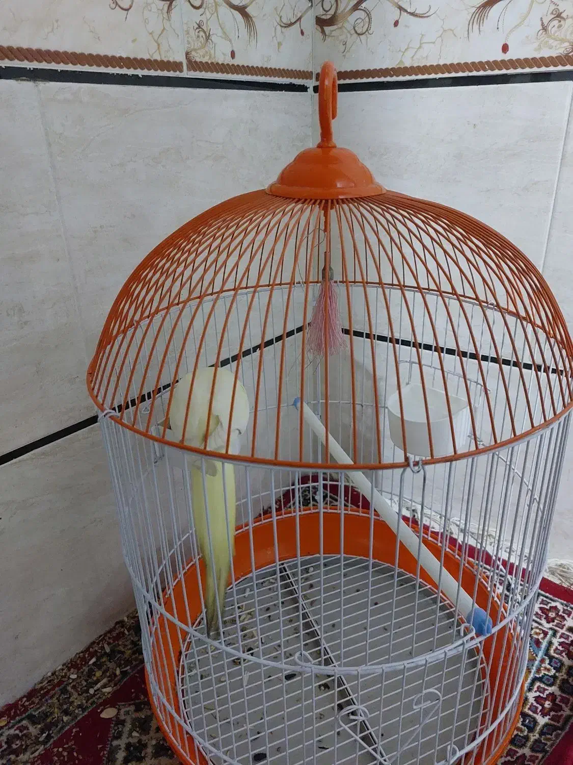 عروس هلندی همراه با قفس|پرنده|برازجان, |دیوار