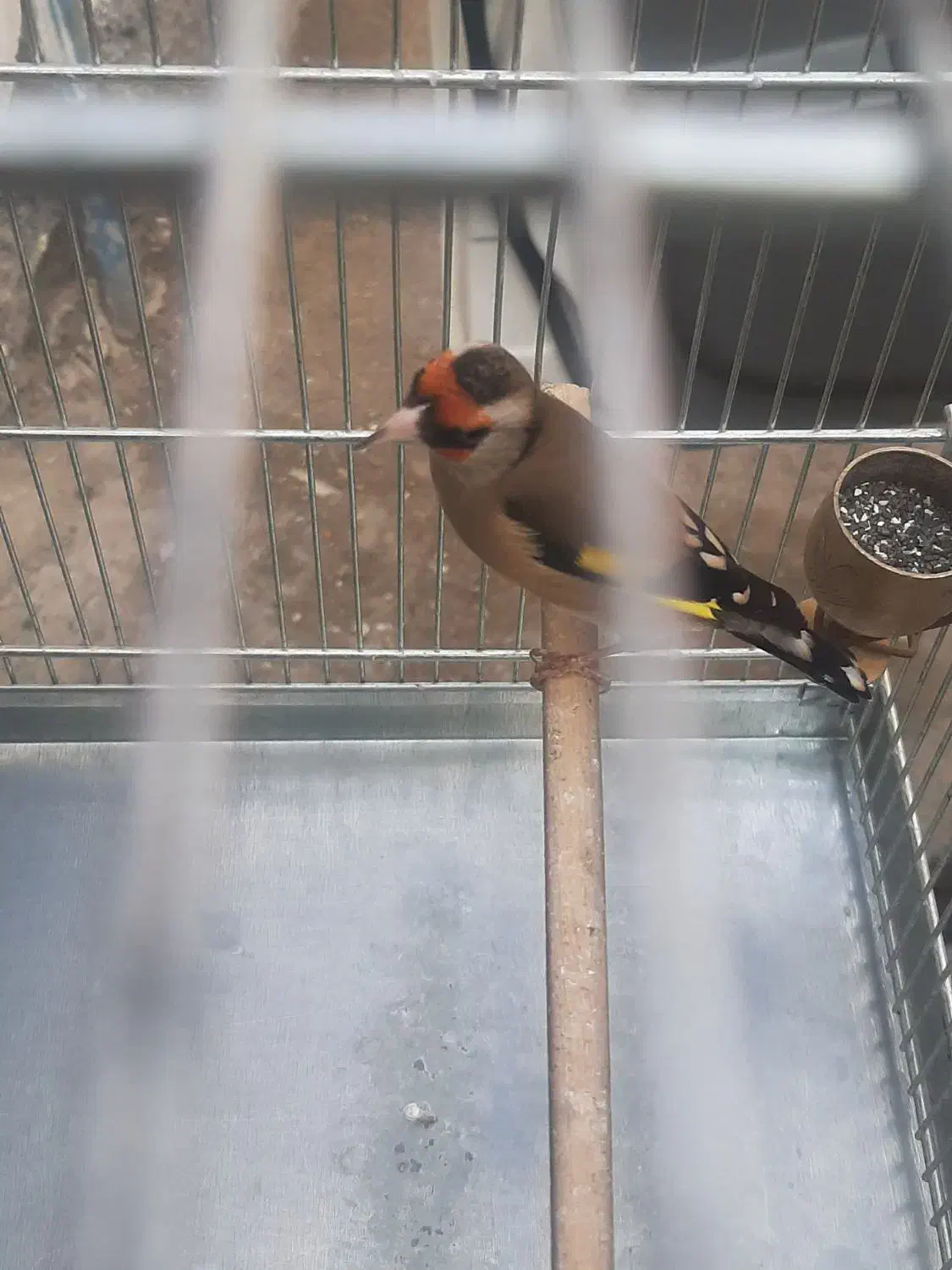 سهره دورگ|پرنده|مشهد, کارمندان دوم|دیوار