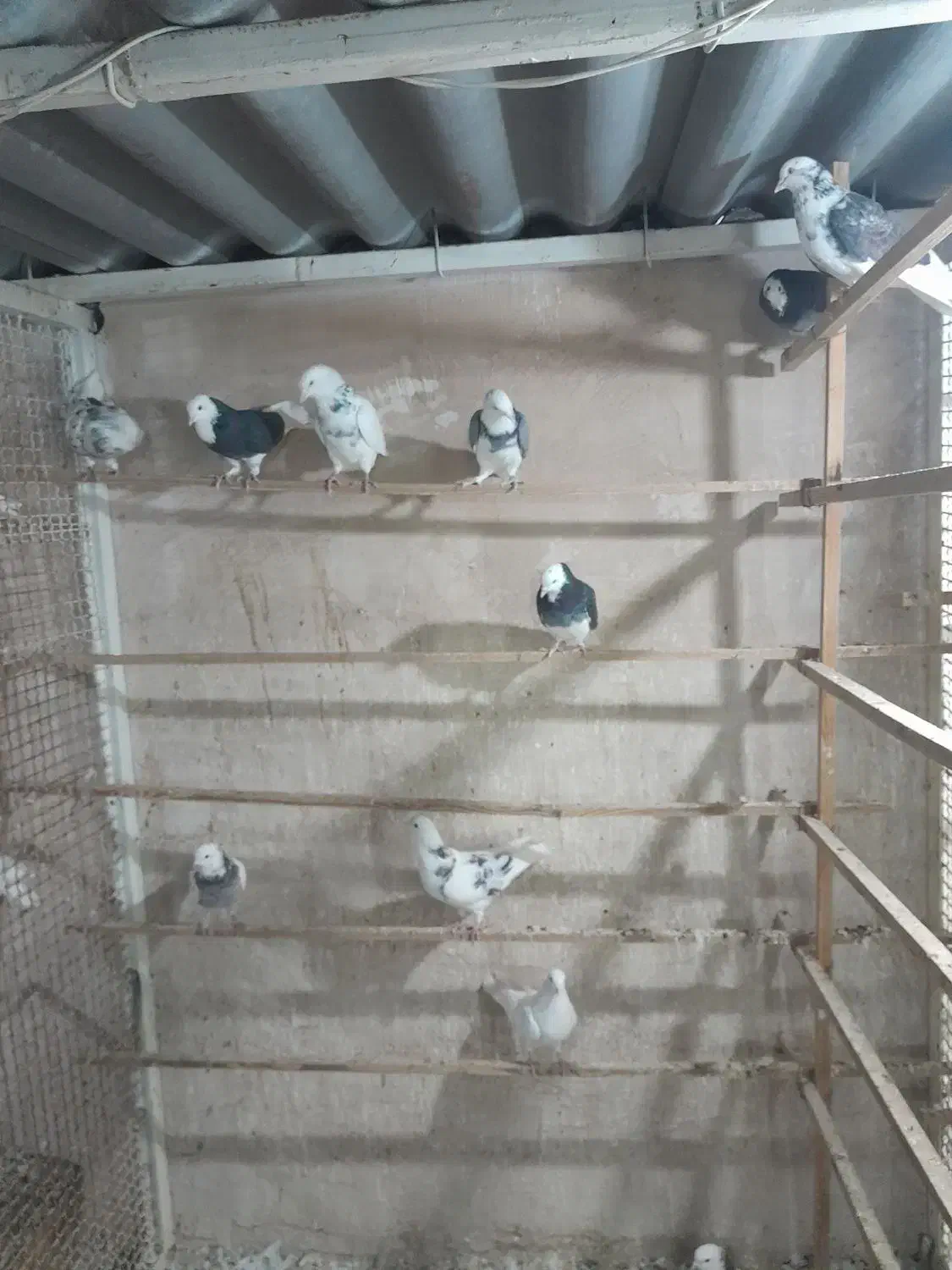 کبوتر تهرانی|پرنده|پاکدشت, حصار امیر|دیوار