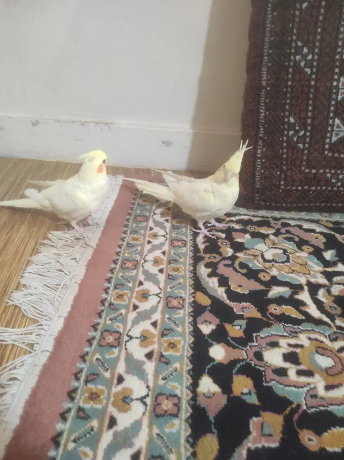 عروس هلندی|پرنده|کرج, حسن آباد|دیوار