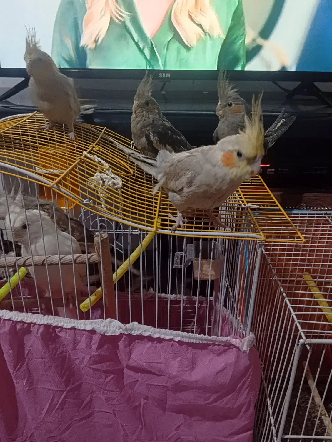 عروس هلندی|پرنده|تربت‌حیدریه, حاجی یار‎|دیوار