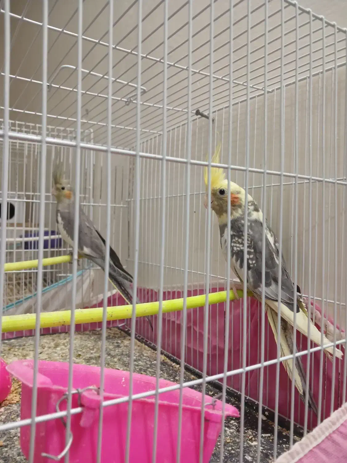 5 عدد عروس هلندی|پرنده|تربت‌حیدریه, قائم|دیوار