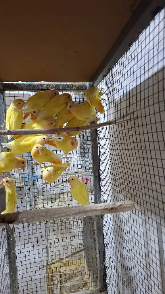 فروش طوطی برزیلی اوپال کله نارنجی|پرنده|شیراز, لاله|دیوار