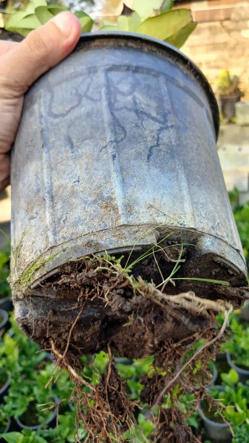 یاس هلندی|گل و گیاه طبیعی|کلاچای, |دیوار