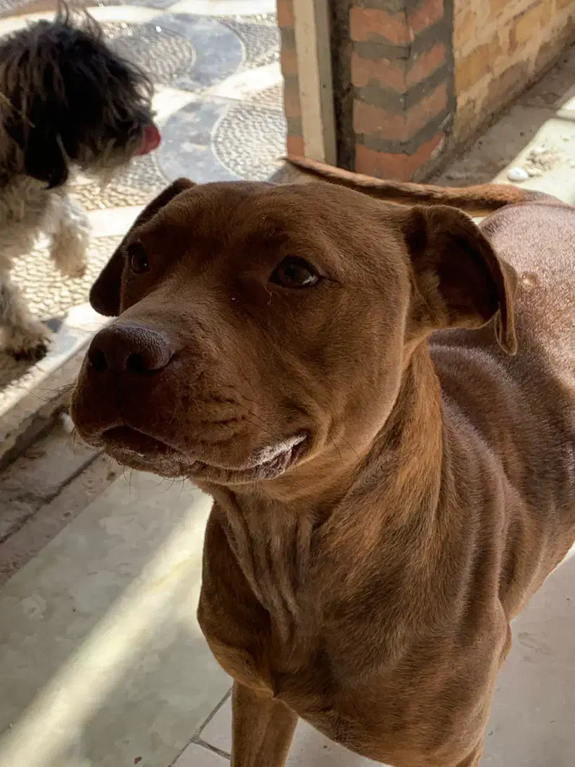 سگ پیتبول|سگ|کرج, کیانمهر|دیوار