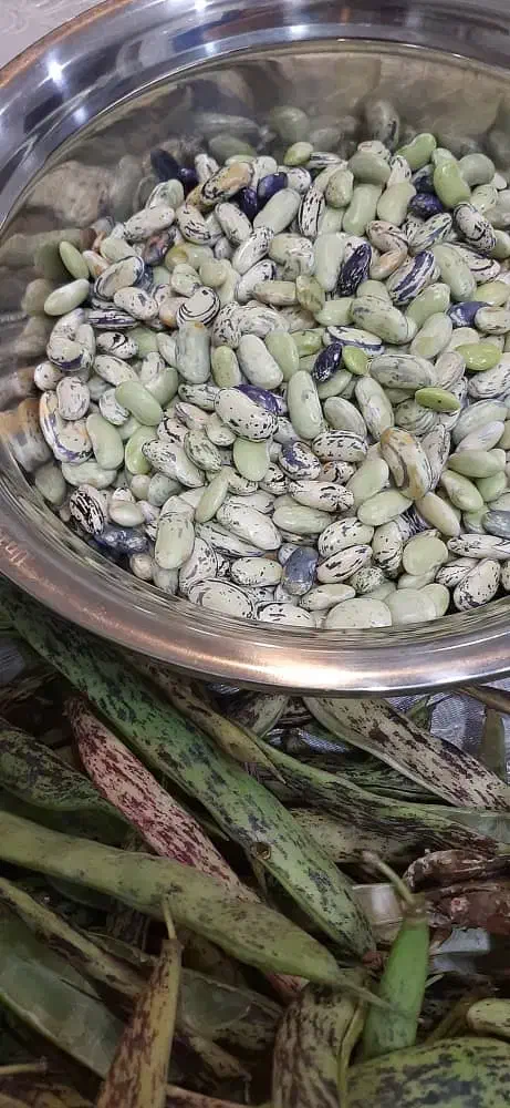 خانگی ارگانیک|خوردنی و آشامیدنی|رشت, دیلمان|دیوار