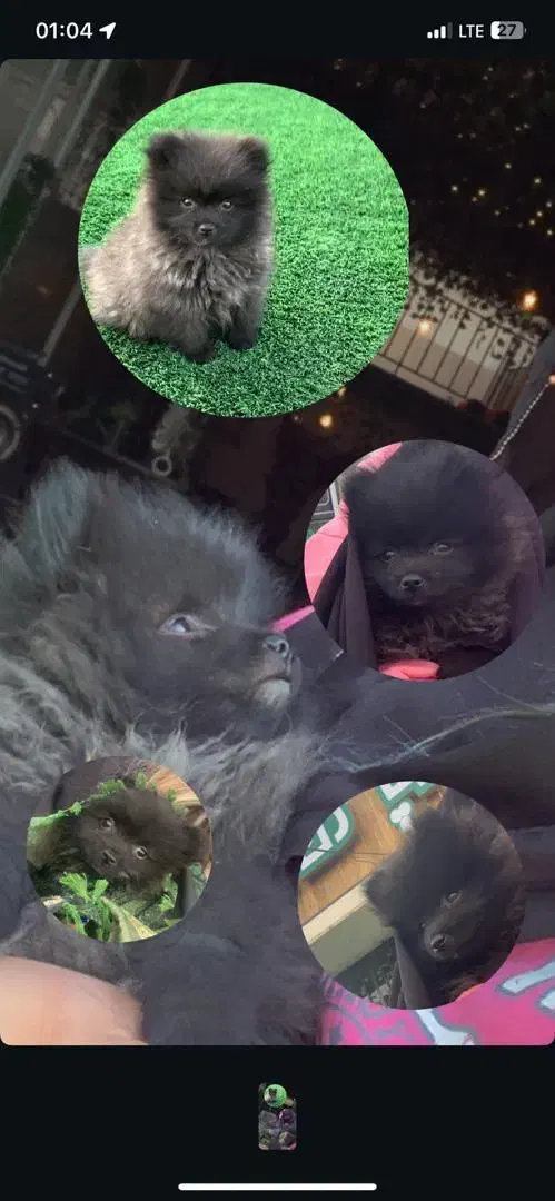 توله پامر خرسی|سگ|اسلام‌شهر, شهرک احمدیه|دیوار