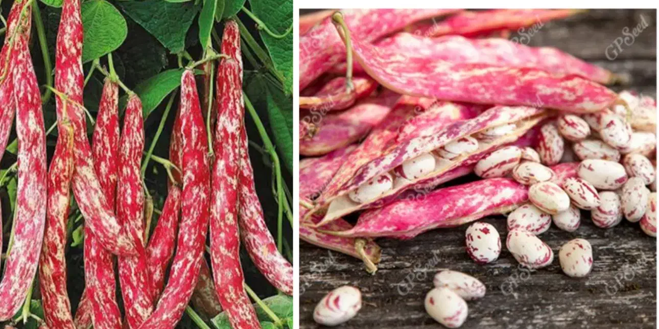 لوبیا چیتی|خوردنی و آشامیدنی|آباده, |دیوار