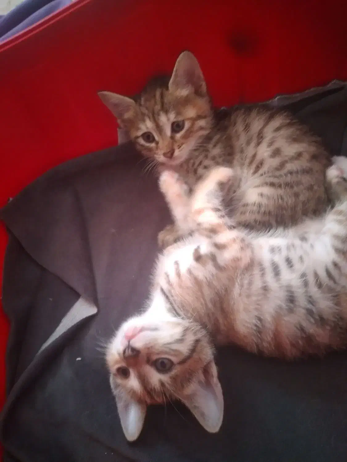 واگذاری رایگان|سگ|رشت, حمیدیان|دیوار