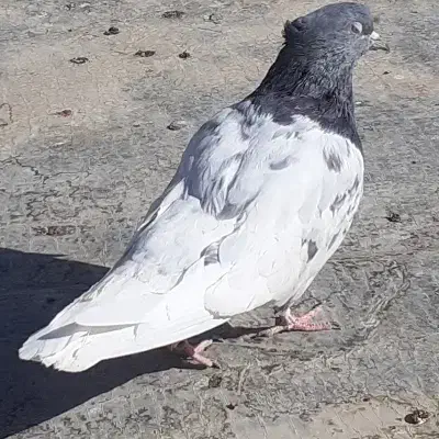 کله سبز ماده|پرنده|اسفراین, |دیوار