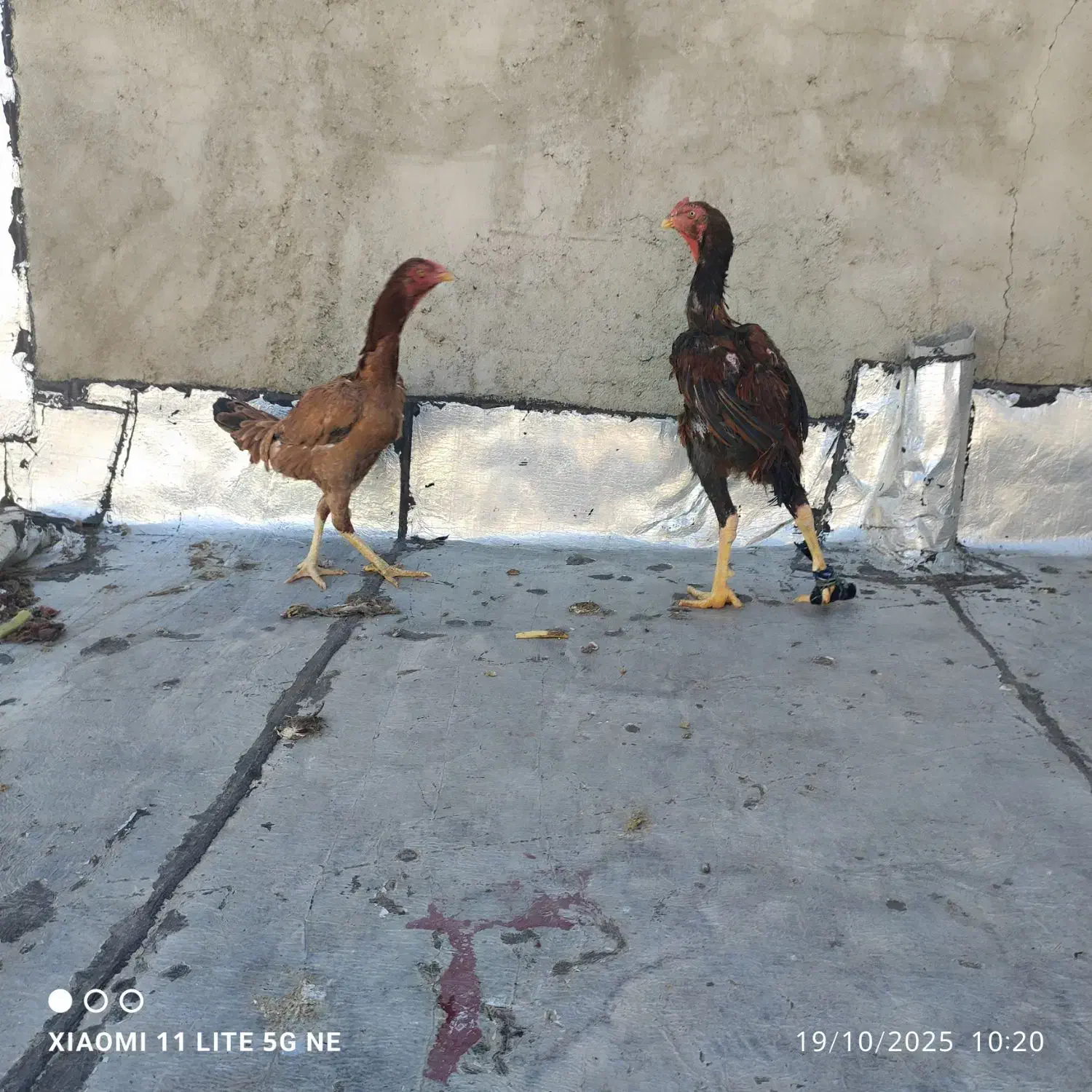 مرغ لاری|حیوانات مزرعه|چالدران, |دیوار