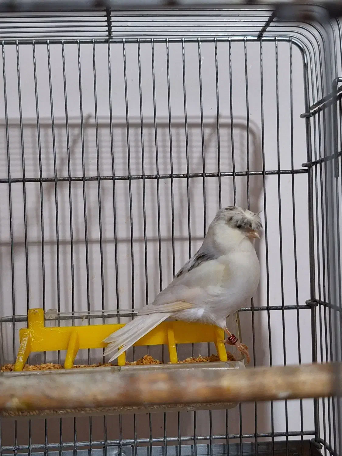 گلستر اورجینال|پرنده|اندیشه, شهرک صدف|دیوار