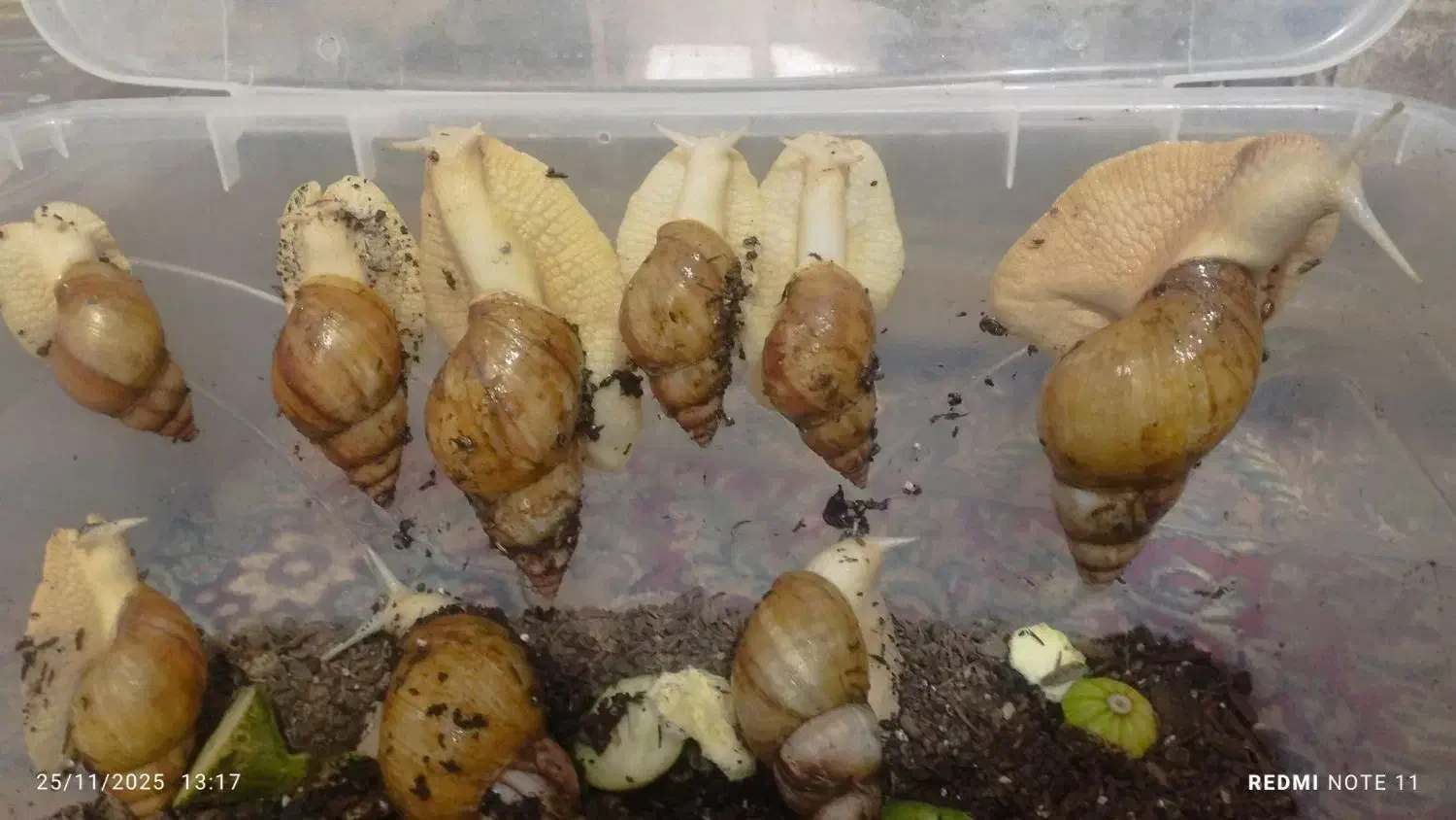 فروش تعداد محدودی حلزون از نیمه مولد تا مولد|خزنده|جیرفت, |دیوار