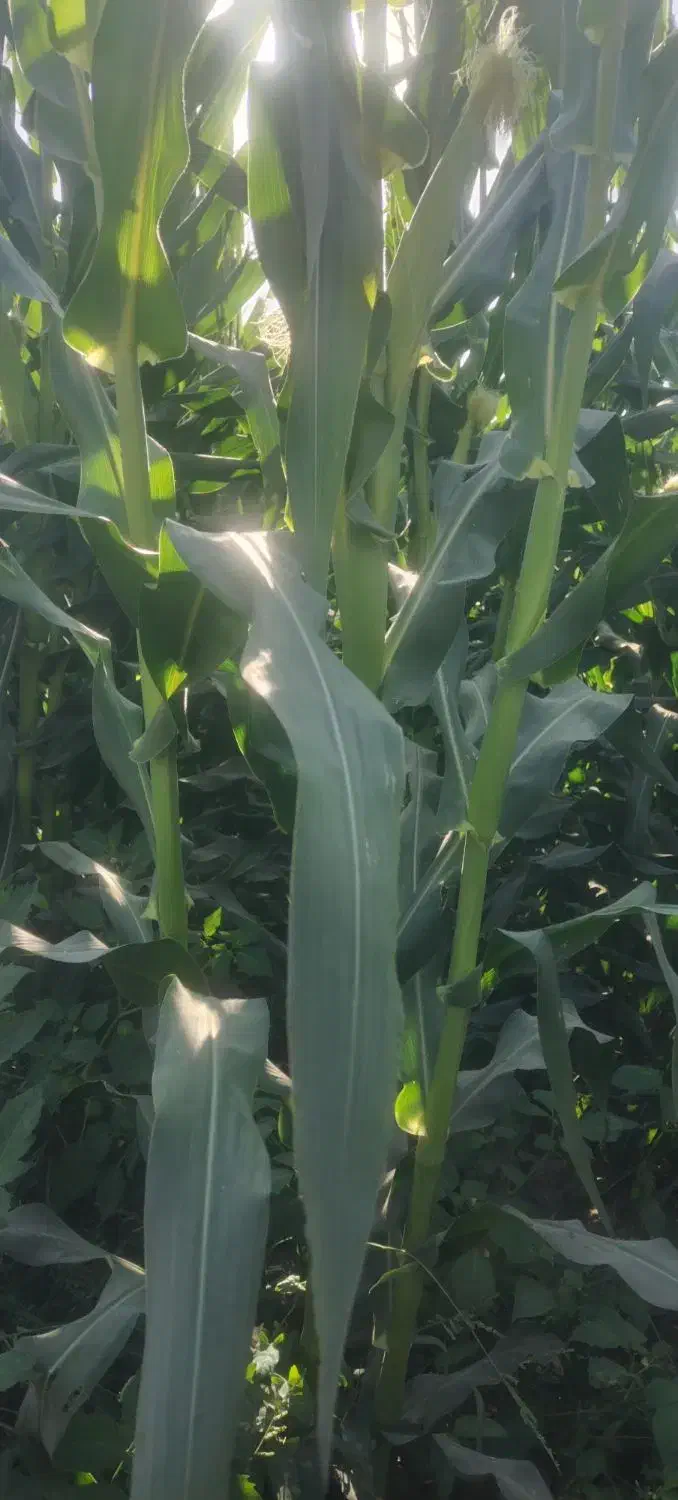 فروش فوری بز ترکی مودار درجه یک ابستن|حیوانات مزرعه|کازرون, |دیوار