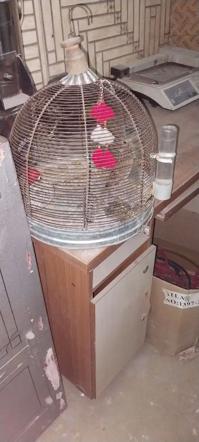 قفس.پرنده|لوازم جانبی حیوانات|شیراز, اصلاح‌نژاد|دیوار