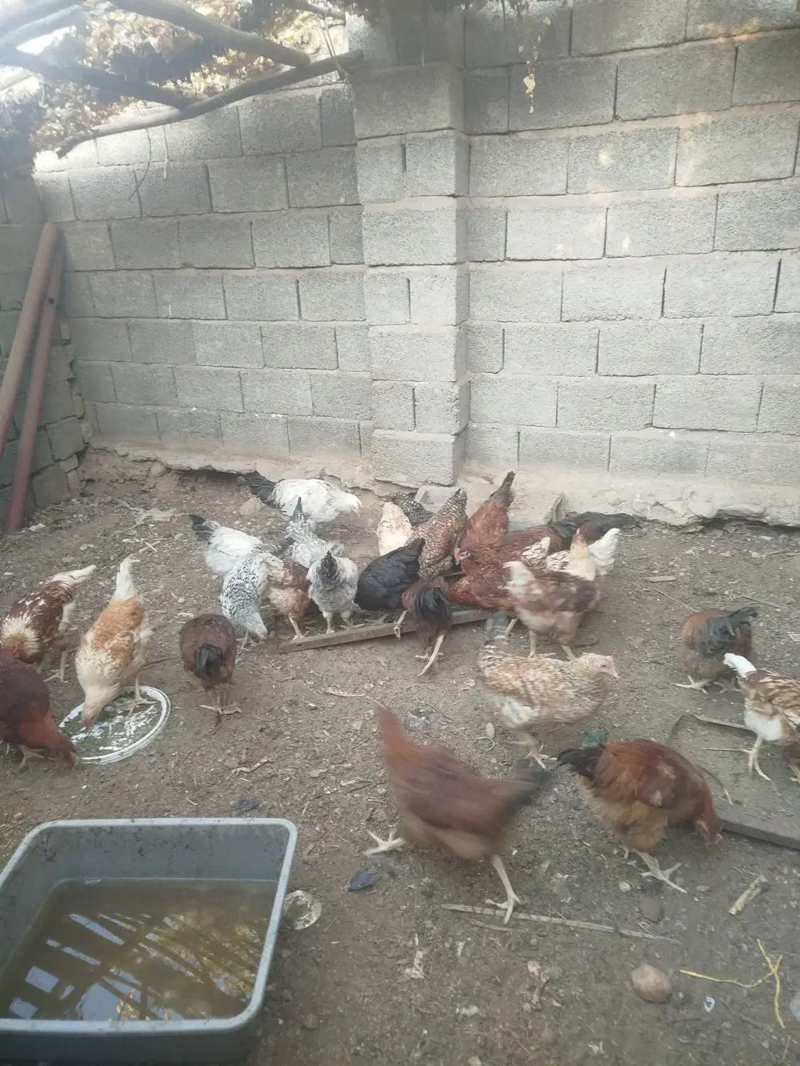 خروس محلی|حیوانات مزرعه|ماهان, |دیوار