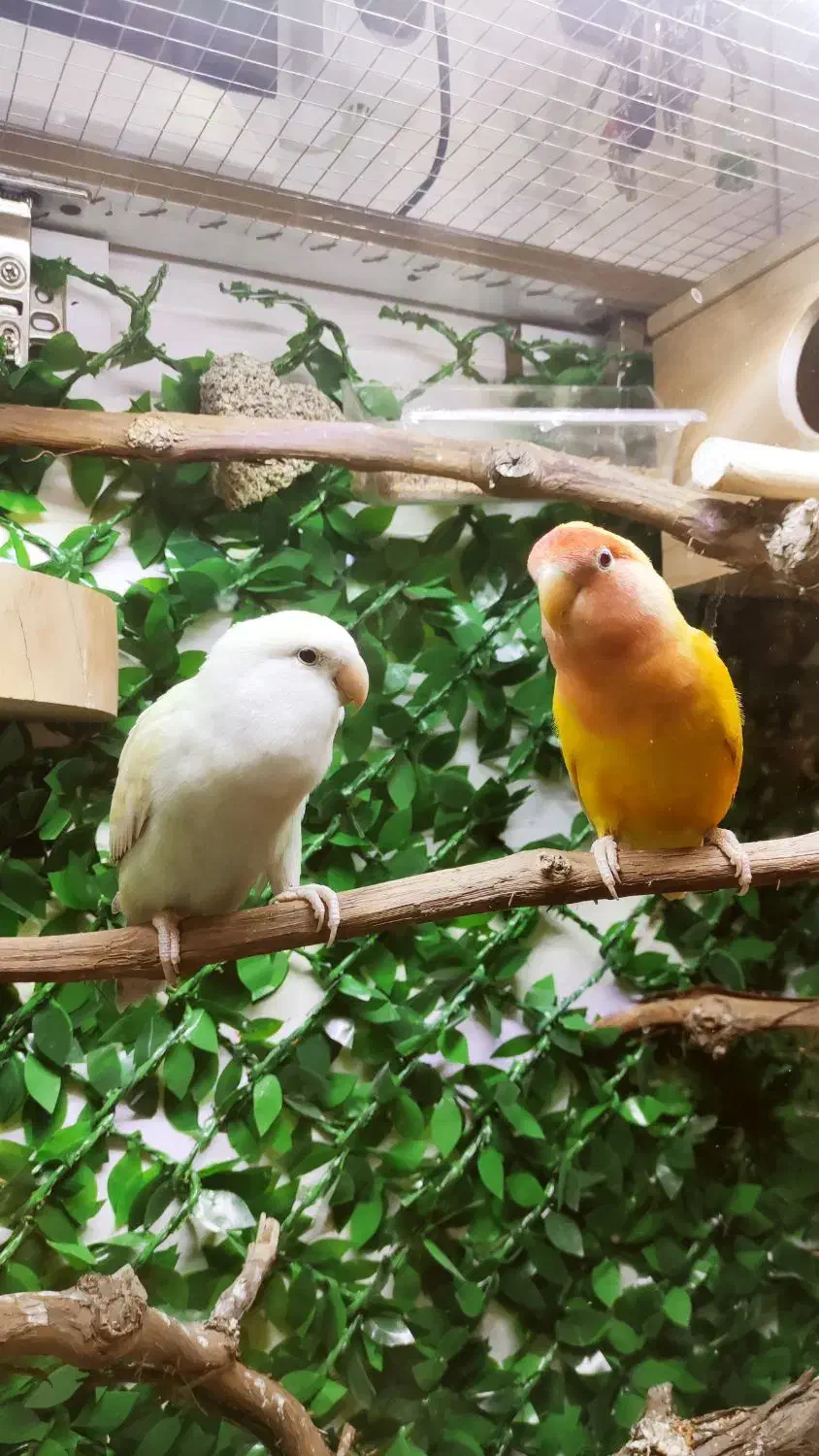 طوطی برزیلی معاوضه با یک جفت فنچ گلدین|پرنده|تهران, هفده شهریور|دیوار