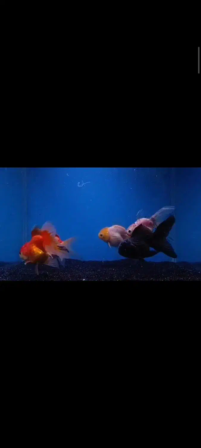 گلدفیش|ماهی|تبریز, |دیوار