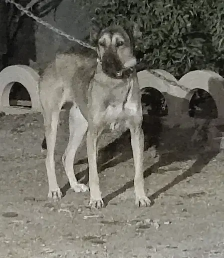 دو قلاده حیوون نگهبان شدید|سگ|صفادشت, |دیوار