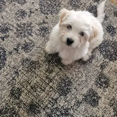 سگ فانتزی شیتزو|سگ|شهر بابک, |دیوار