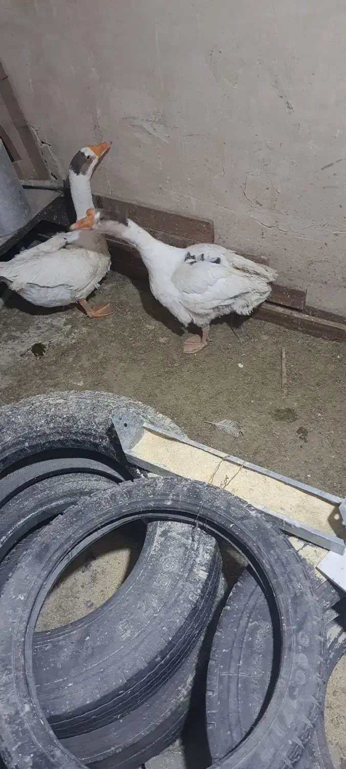 غاز|حیوانات مزرعه|مرند, |دیوار