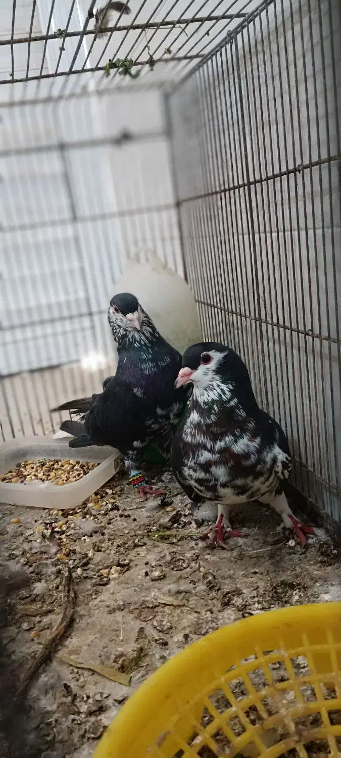 کبوتر|پرنده|بوشهر, |دیوار