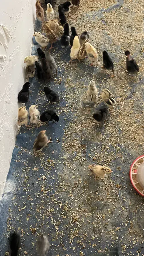 جوجه محلی|حیوانات مزرعه|آبپخش, |دیوار